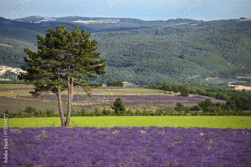 Levander landscape photo