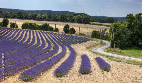 Levander landscape photo