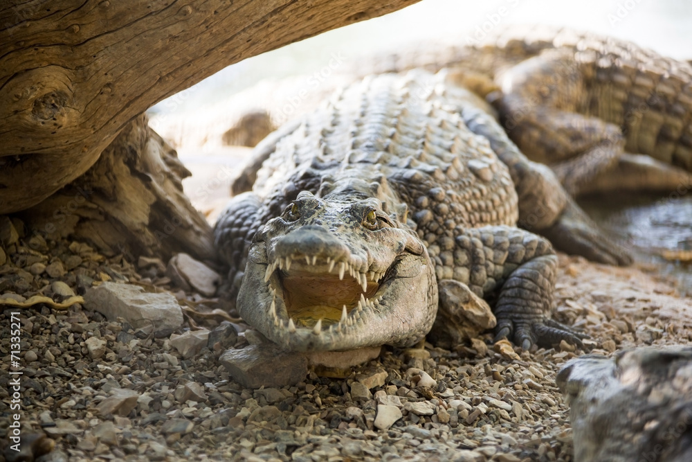 Fototapeta premium large American crocodile