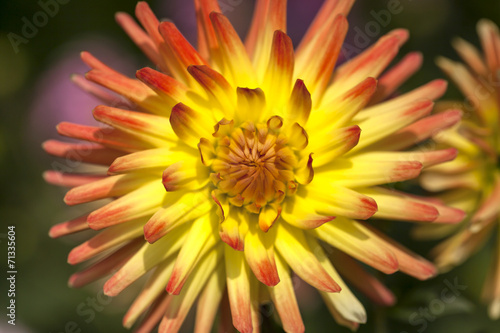 Single flower of dahlia colorl red and orange