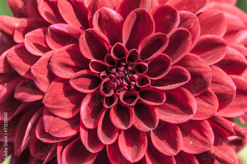 Fototapeta Naklejka Na Ścianę i Meble -  Single flower of dahlia colorl red