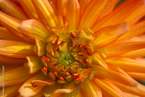 Single flower of dahlia color orange