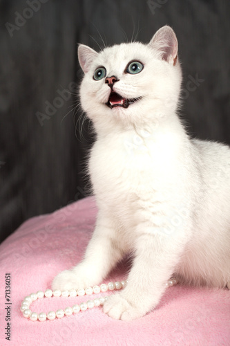 British kitten of white color smiles