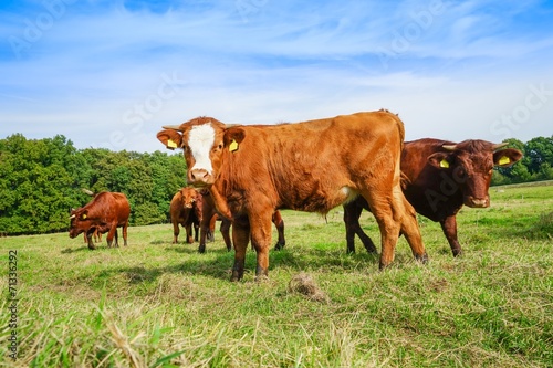 Rindfvehhaltung, Harzer Rotvieh auf der Weide © Countrypixel