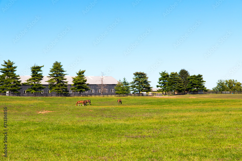 Horses at horse farm.