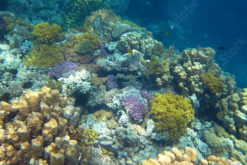 coral reef © fox17