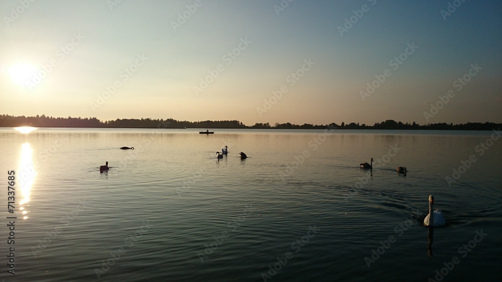 Schwäne sonne und Boot