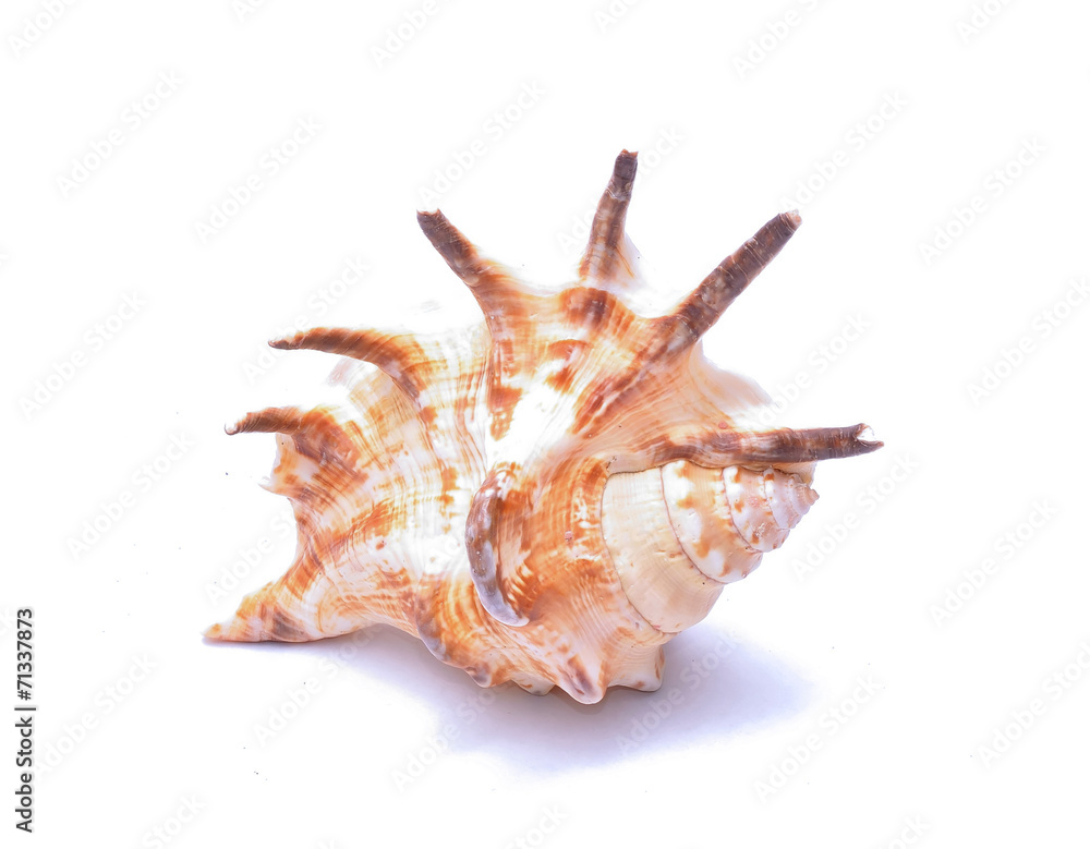 Seashell isolated on white background Seashell isolated on white background