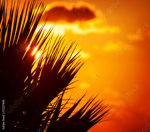 Palm silhouette over sunset