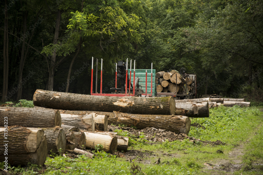 Freshly cut timber awaiting transportation