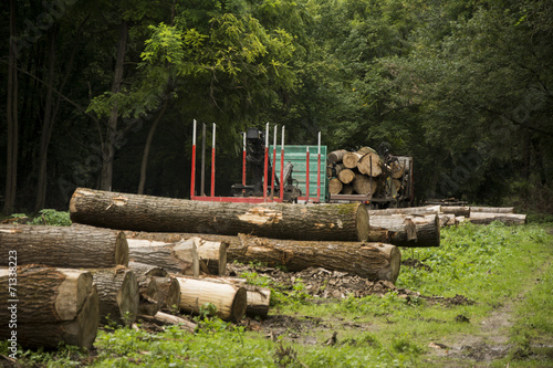 Freshly cut timber awaiting transportation