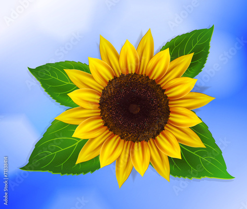Fototapeta Naklejka Na Ścianę i Meble -  Vector sunflower with green leaves