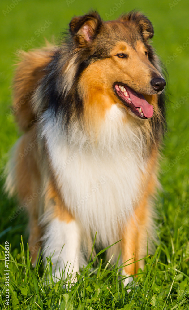 Collie-Hund Langhaar