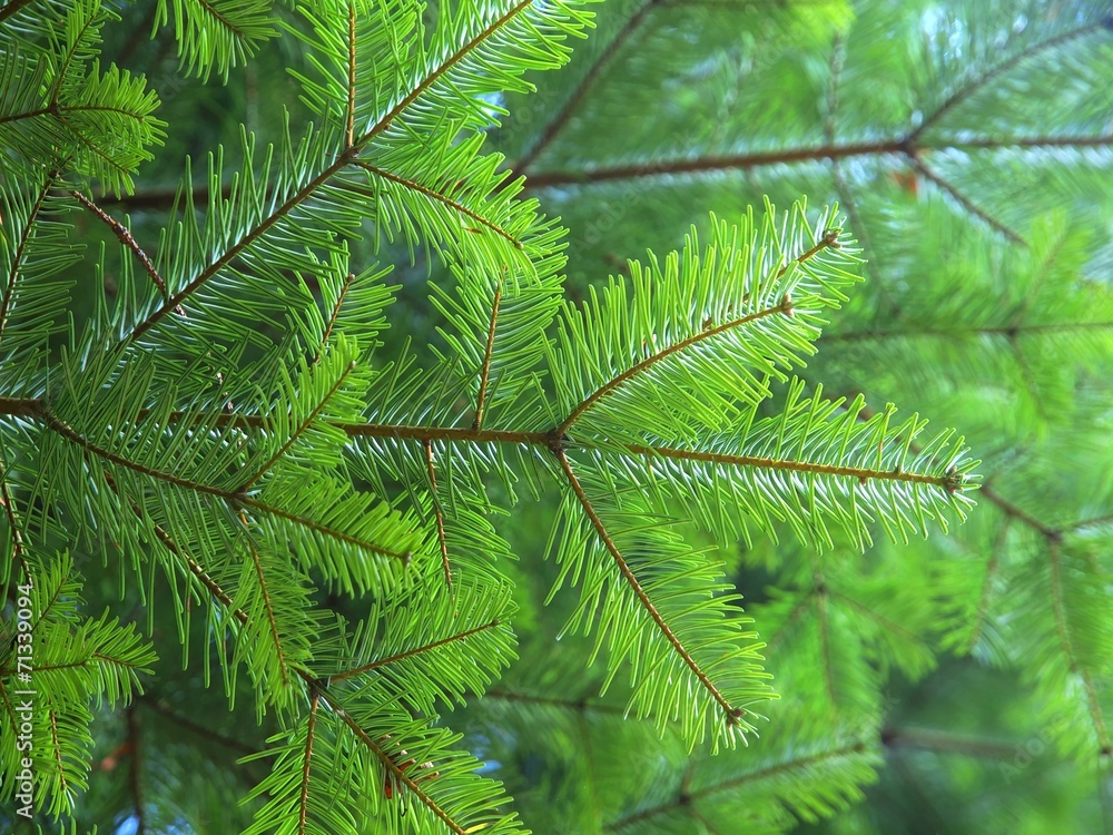 Tannengrün Tannengrün