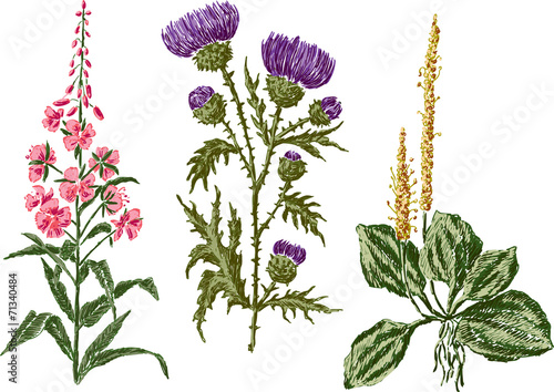 field flowers