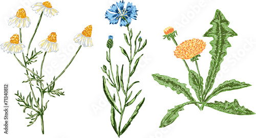 hand drawn wildflowers
