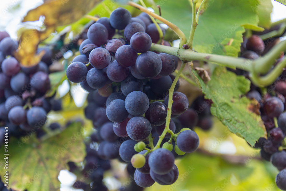 red wine grapes