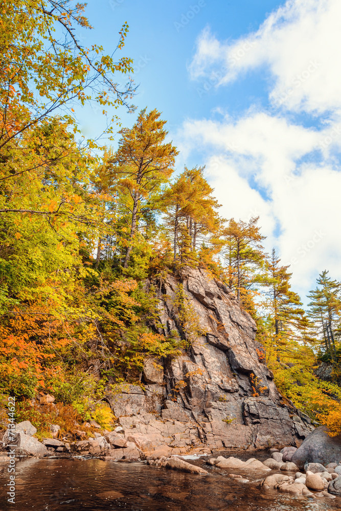 Trees growing on rocks above stream