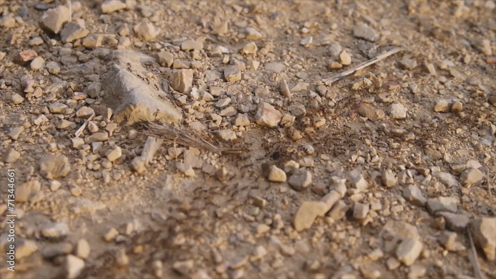 Ant walking on it's way at the ground Ant walking on it's way at the ground