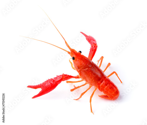 Red crawfish on white background