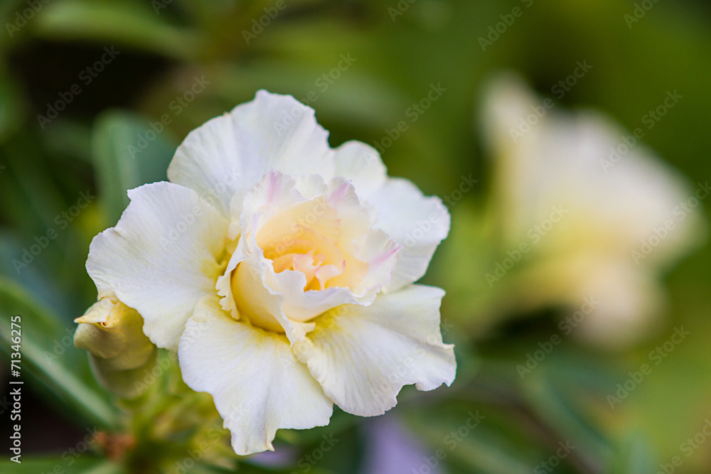 White Desert Rose or Impala Lily tropical flower. White Desert Rose or Impala Lily tropical flower.