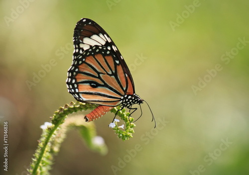 Blue butterfly fly in morning nature © pimonpim