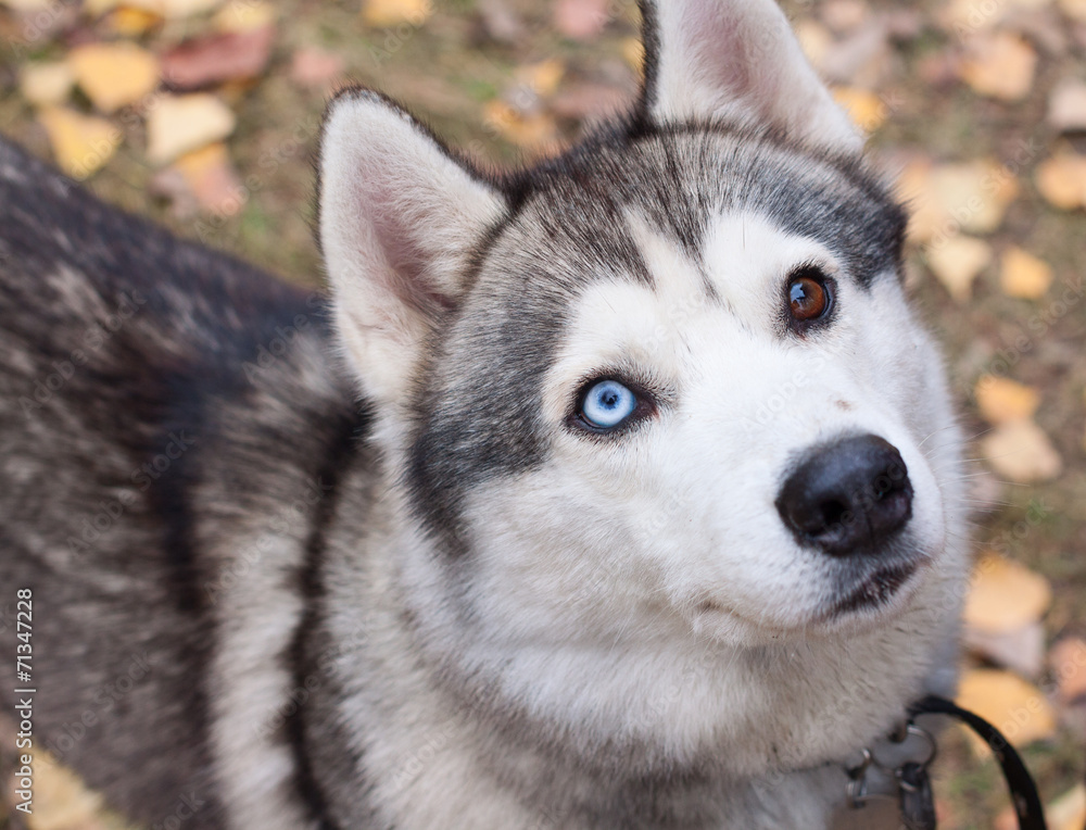 Husky close up with colored eyes