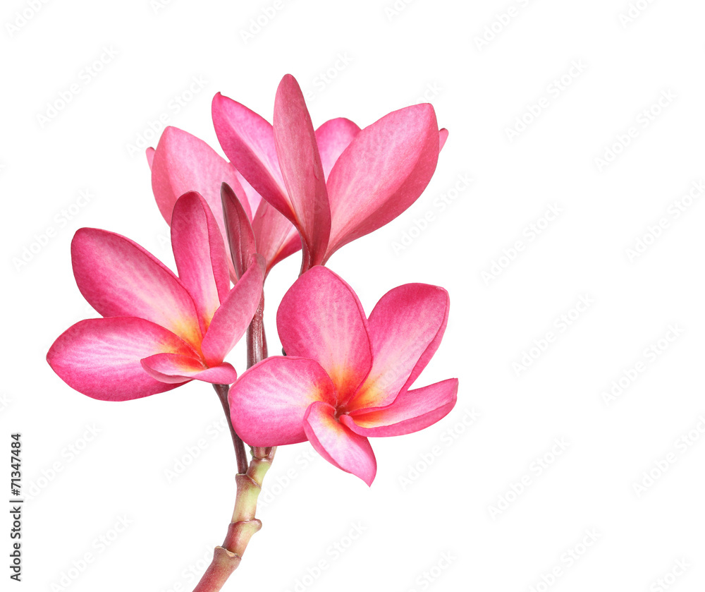 Frangipani flower isolated