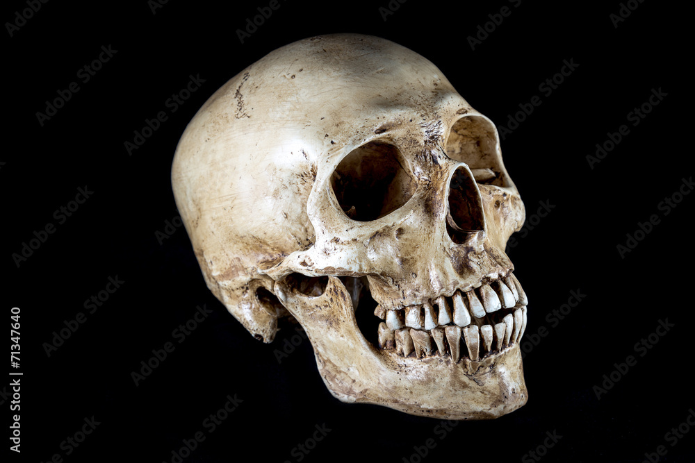 Isolated Skeleton head Isolated Skeleton head