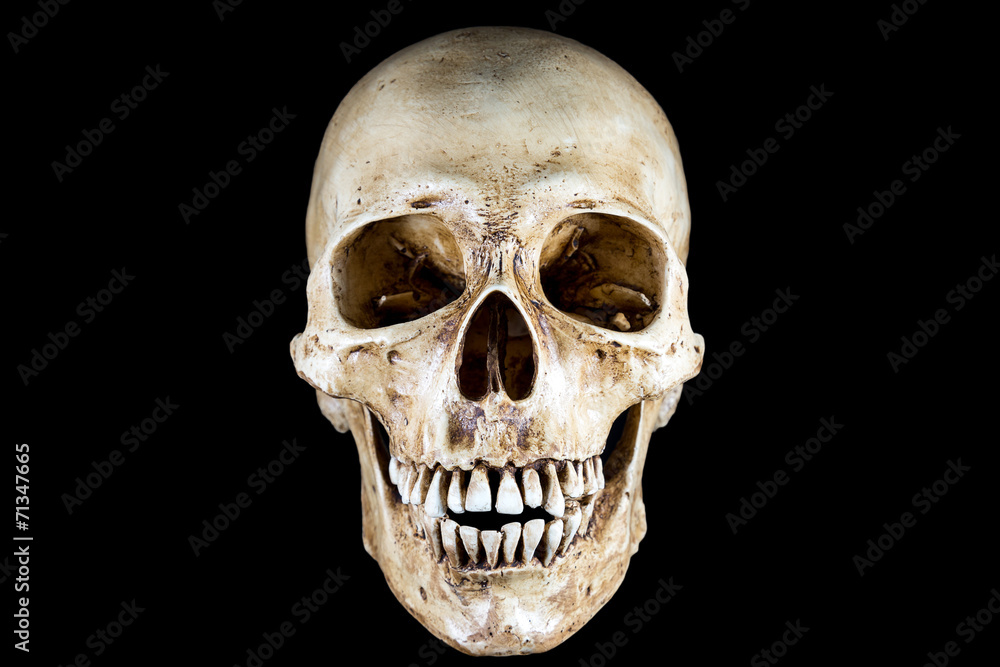 Isolated Skeleton head in black background Isolated Skeleton head in black background