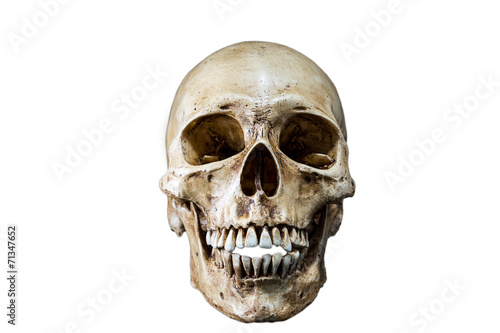 Isolated Skeleton head