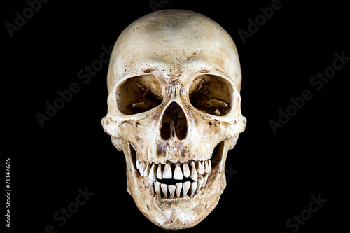Isolated Skeleton head in black background