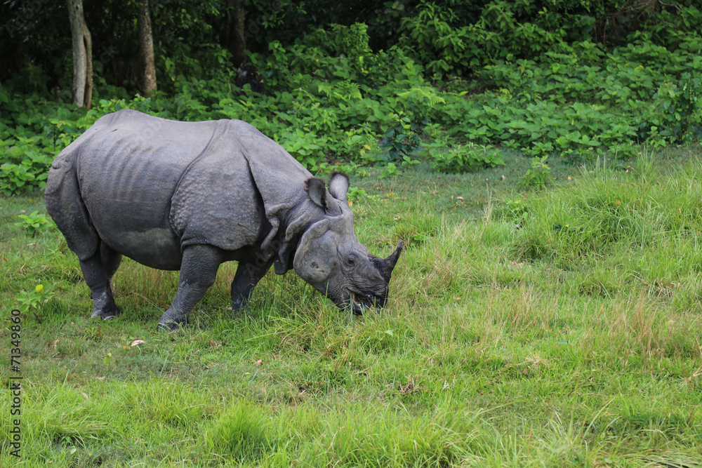 Fototapeta premium Rhinoceros in the forest park in chitwan,Nepal