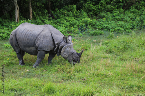 Rhinoceros in the forest park in chitwan,Nepal