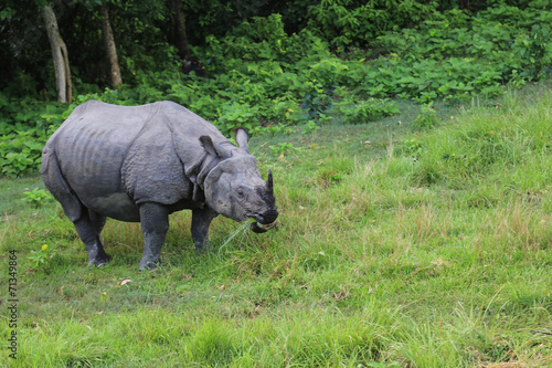 Rhinoceros in the forest park in chitwan Nepal