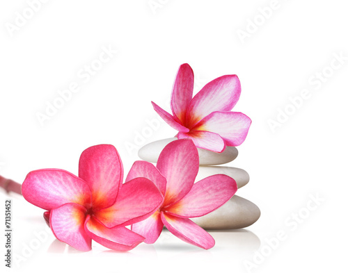 Fototapeta Naklejka Na Ścianę i Meble -  Frangipani flower isolated