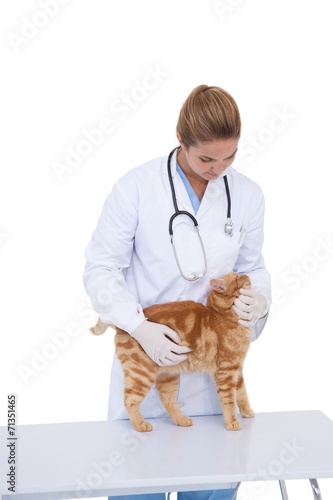 Vet giving a cat a check up