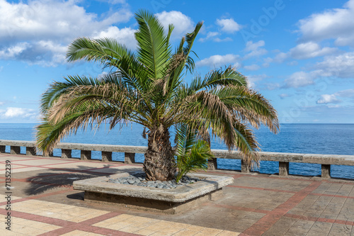 Palm tree along the coast of Madeira Island