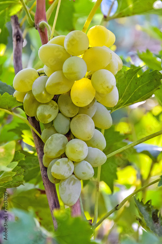 гроздь винограда 57