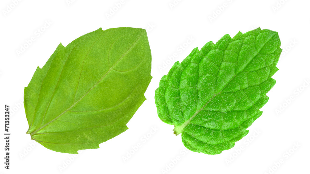 Fototapeta premium basil and mint