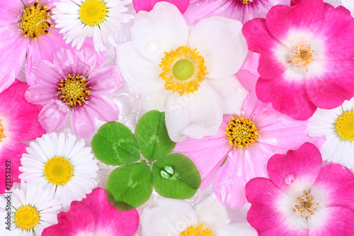 Fototapeta Naklejka Na Ścianę i Meble -  Background with flowers and 	four-leaf clover