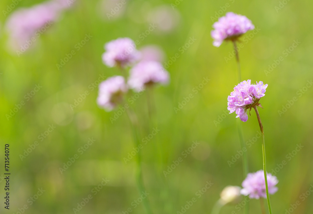 green field with light pink wild flowers