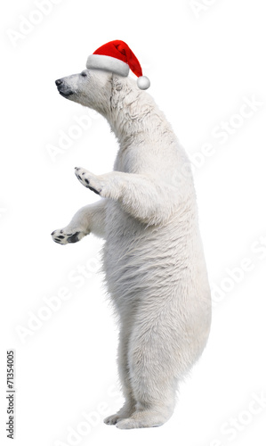 White polar bear in red Santa hat. Isolated on white background