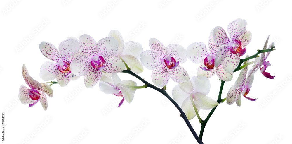 light color orchid flower in pink spots on white - obrazy, fototapety, plakaty 