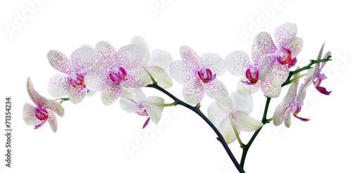light color orchid flower in pink spots on white