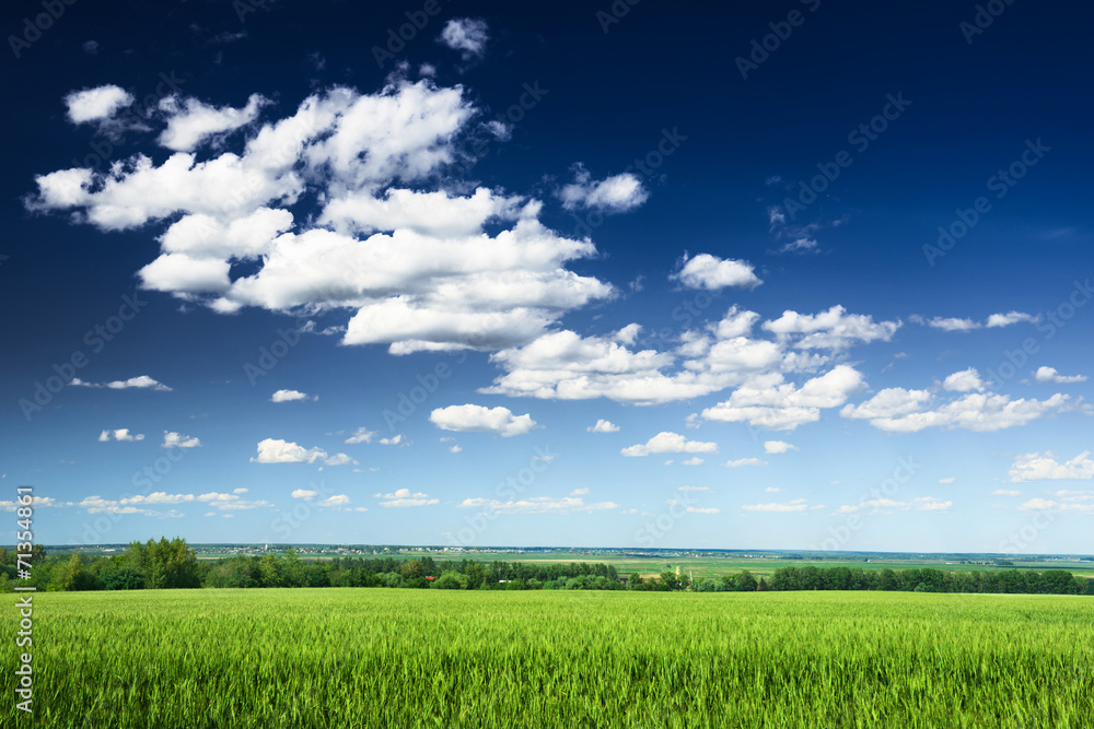 Wheat field against blue sky with white clouds. Agriculture scen Wheat field against blue sky with white clouds. Agriculture scen