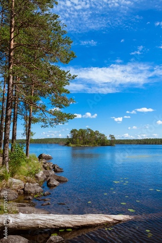 pine forest near the lake