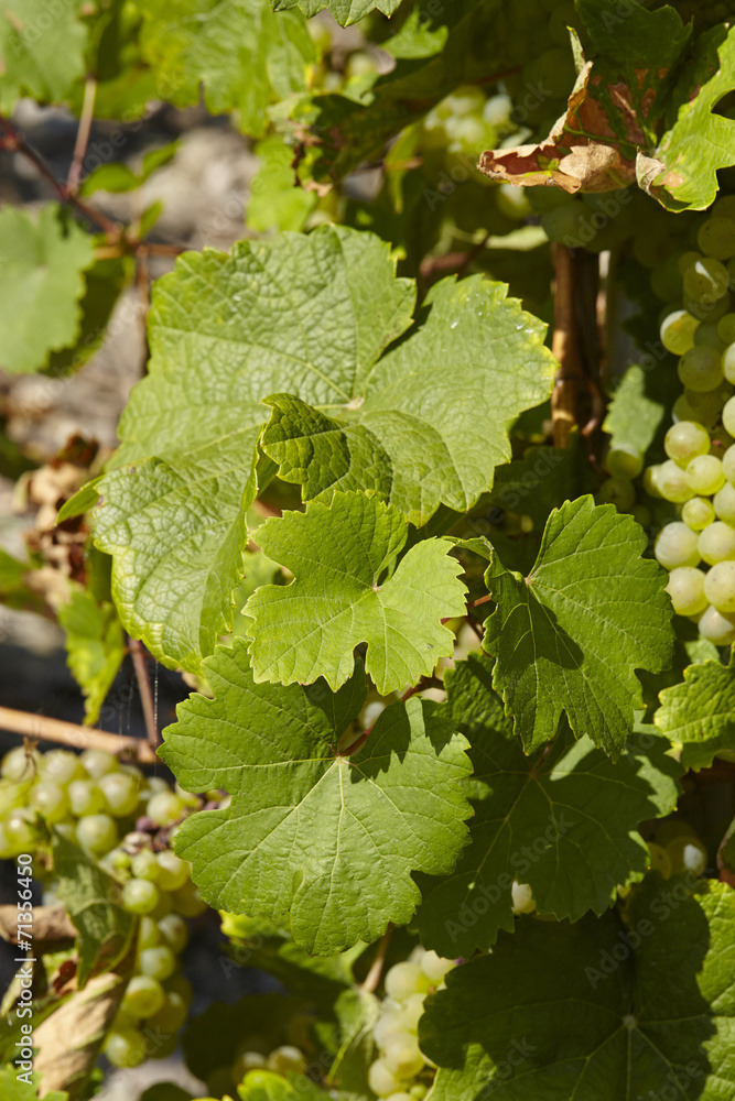 Weinberg - Weinlaub Weinberg - Weinlaub