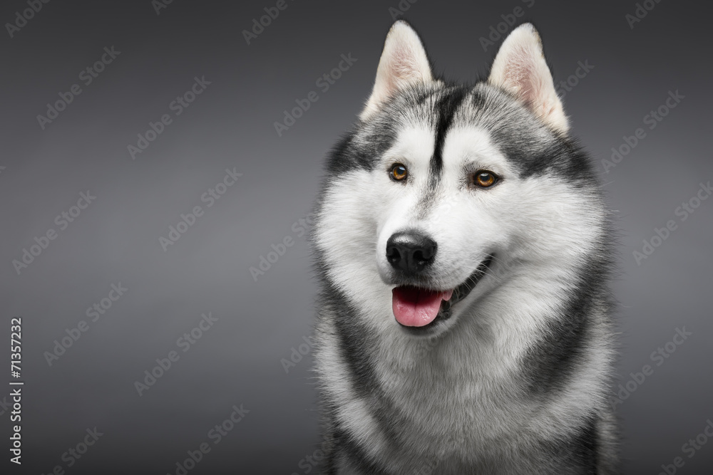 Naklejka Portrait of siberian husky on gray background