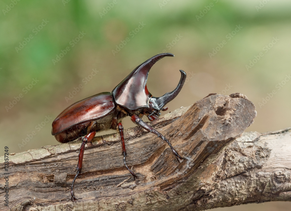 Rhinoceros beetle perched on branches. Rhinoceros beetle perched on branches.